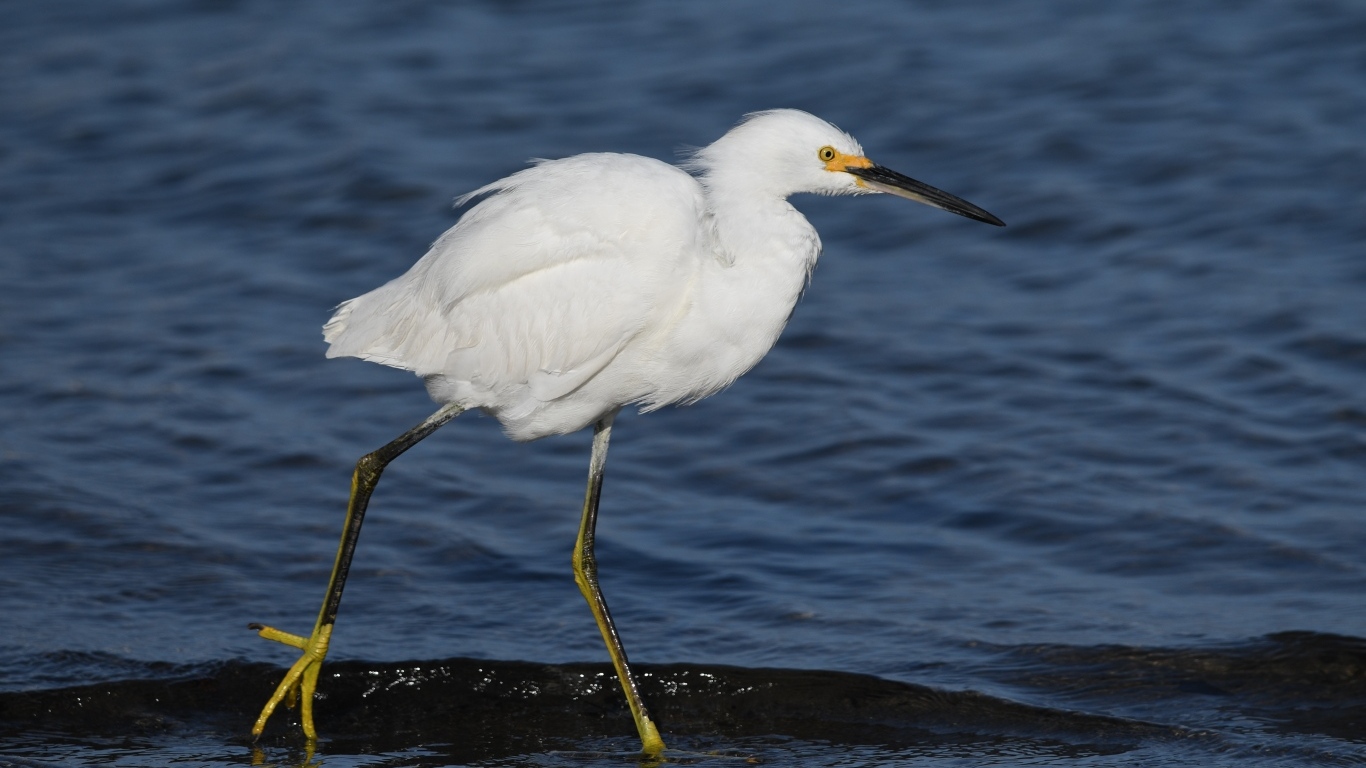 Большая белая цапля идет по воде