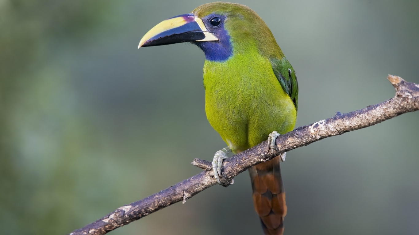 Green toucan sits on a branch
