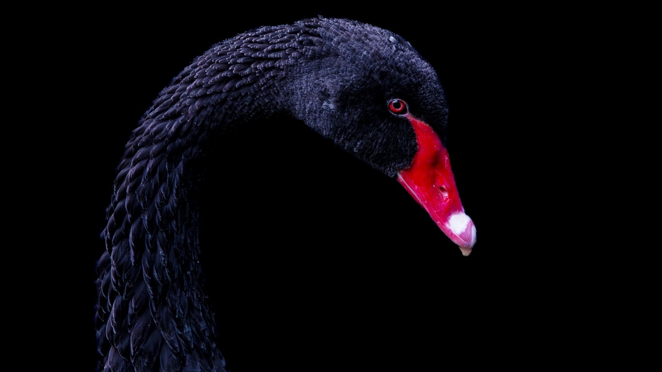 Голова черного лебедя с красным клювом
