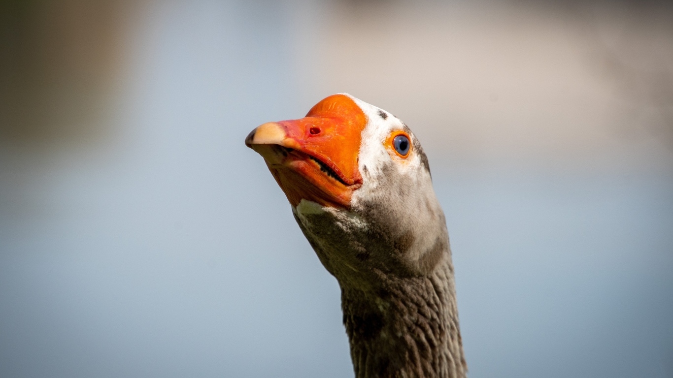 Голова домашнего гуся с оранжевым клювом