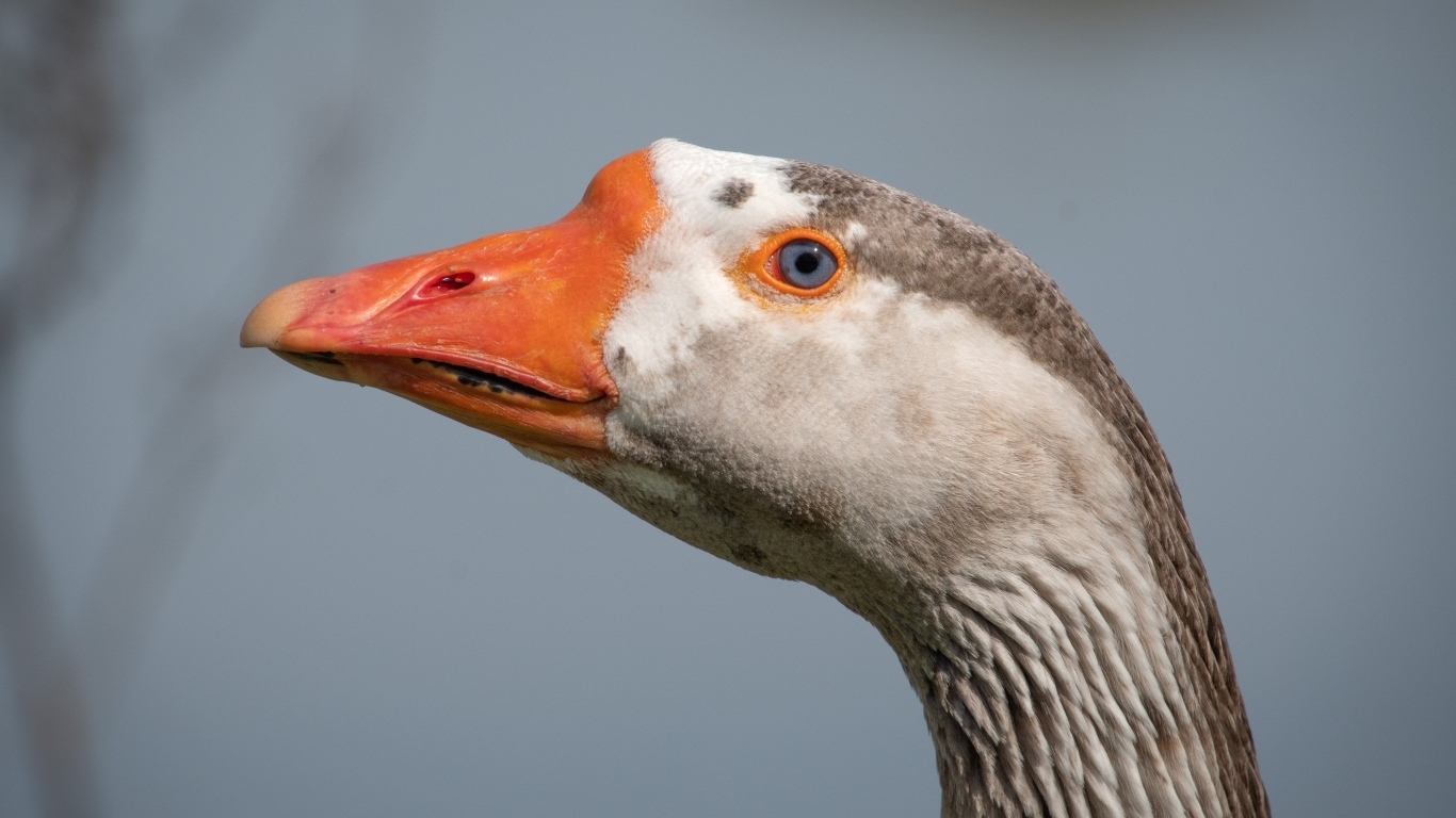 Голова домашнего гуся с голубыми глазами