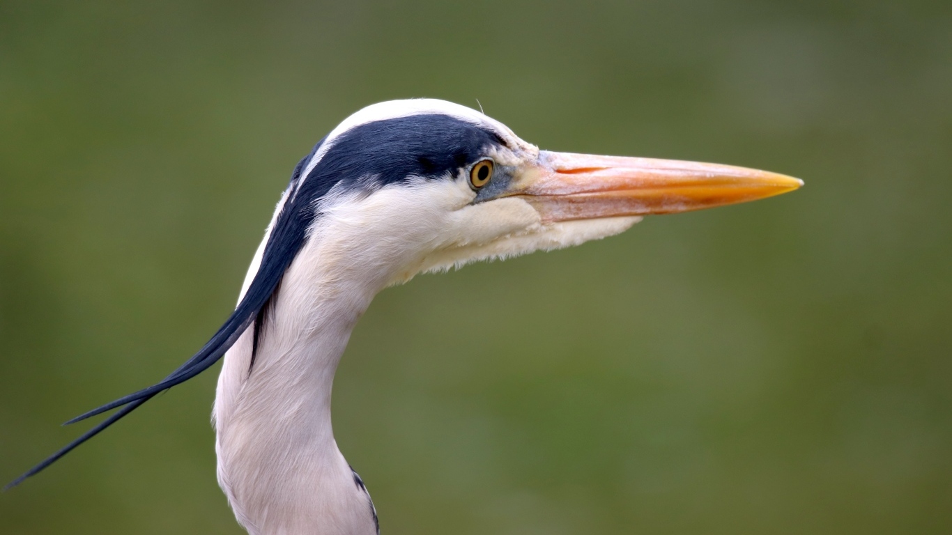 Голова цапли с острым клювом