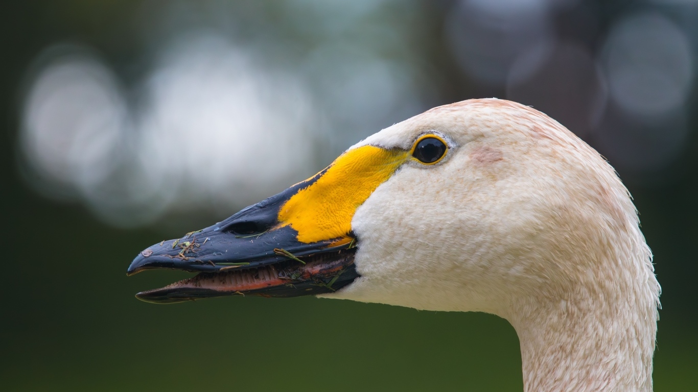 Голова белого лебедя с черным клювом