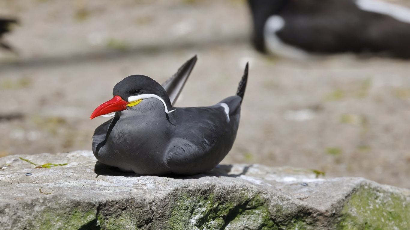Птица крачка инков лежит  на камне