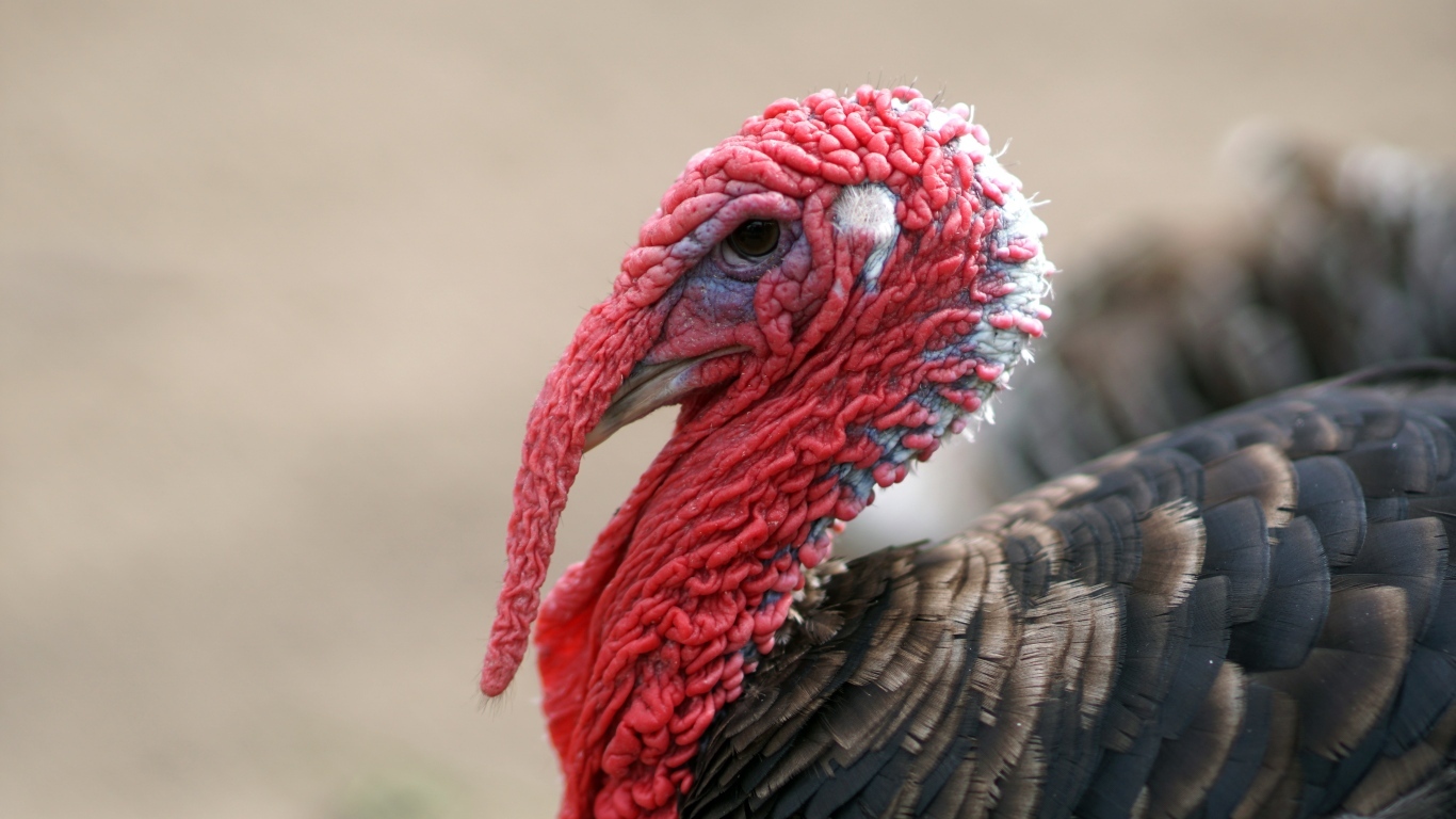 Большой домашний индюк с красной головой