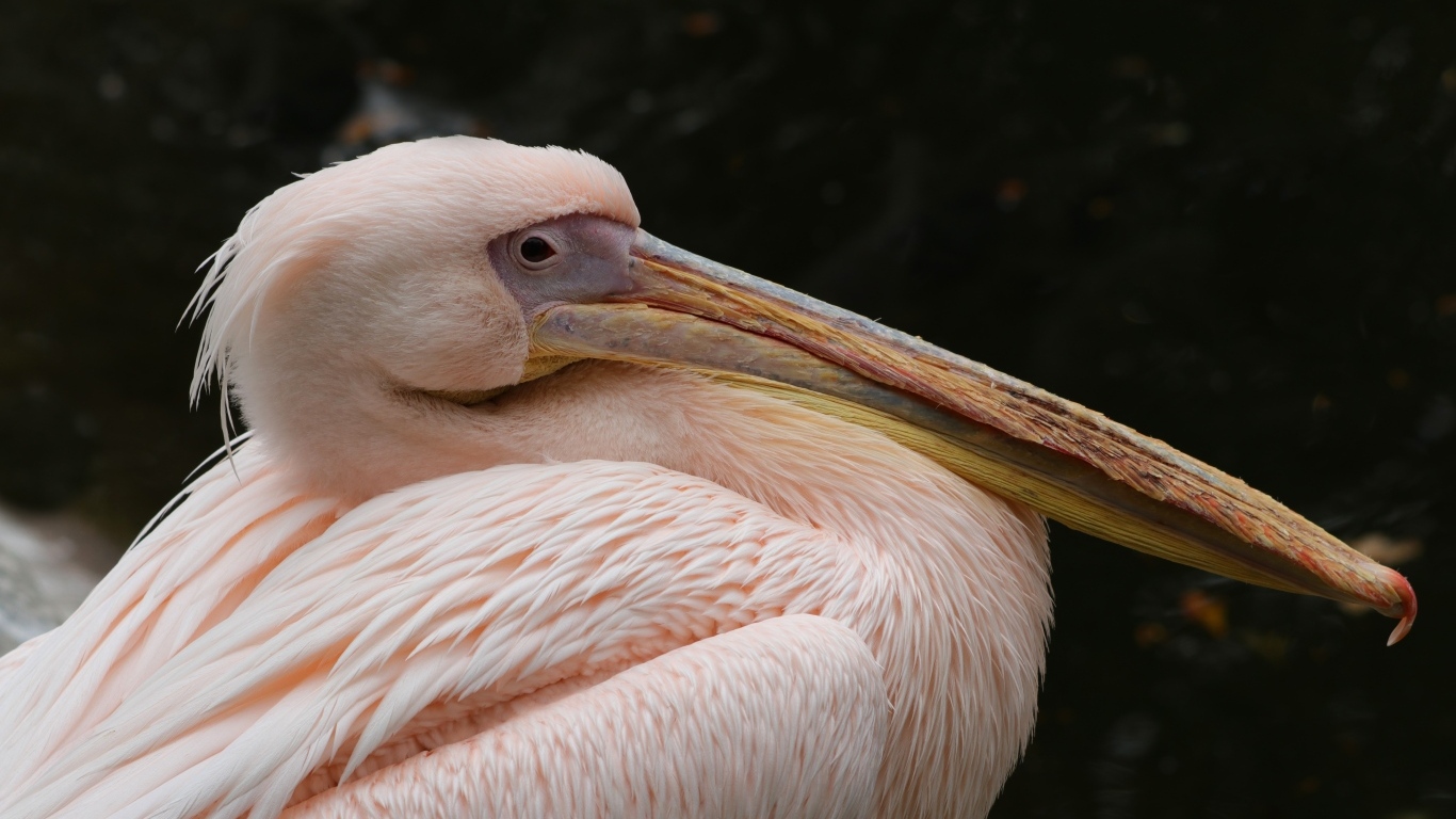 Большой розовый пеликан с острым клювом