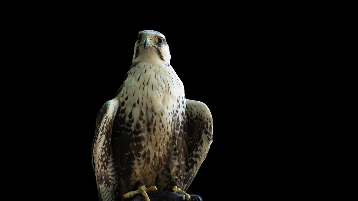 Большой хищный сокол на черном фоне