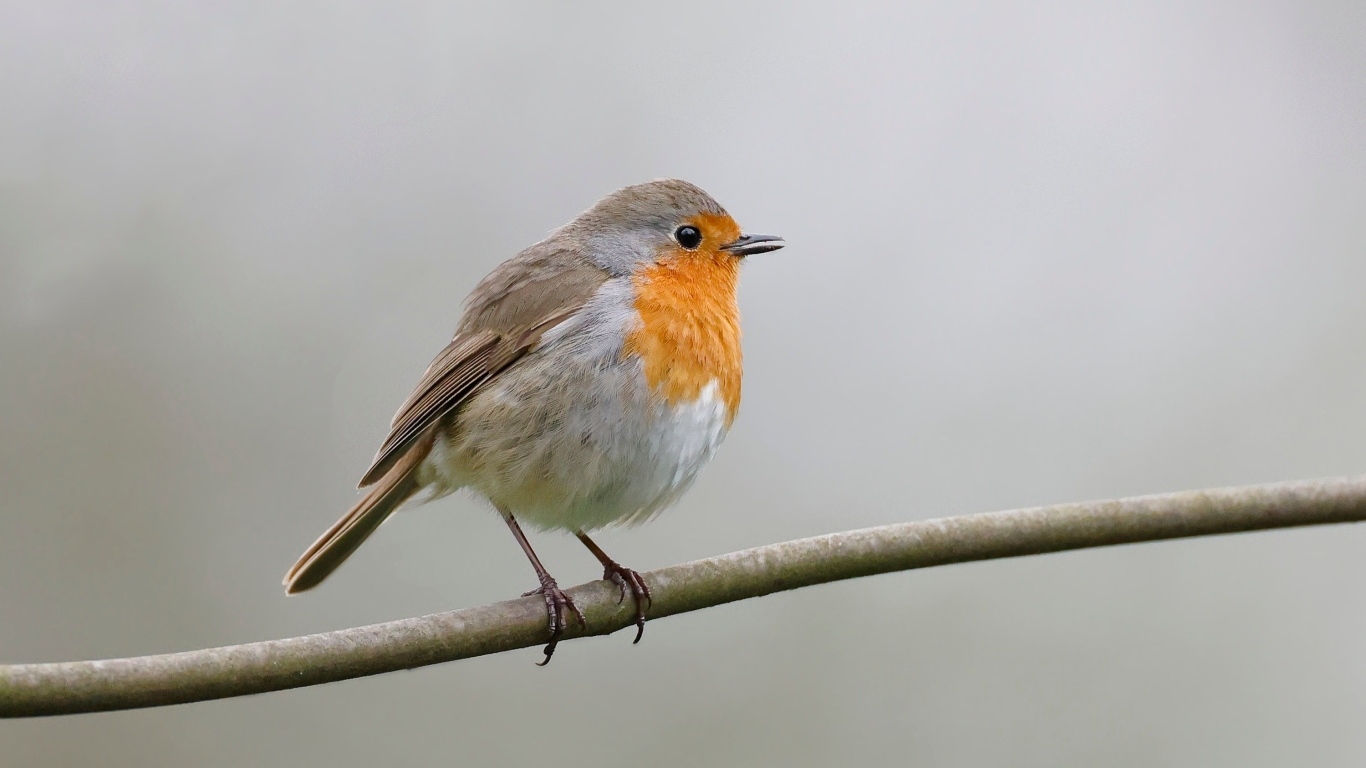 Маленькая европейская малиновка сидит на ветке