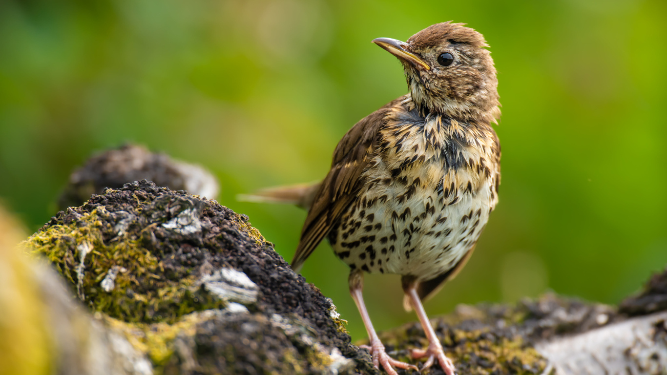 Маленький Певчий дрозд сидит на камне