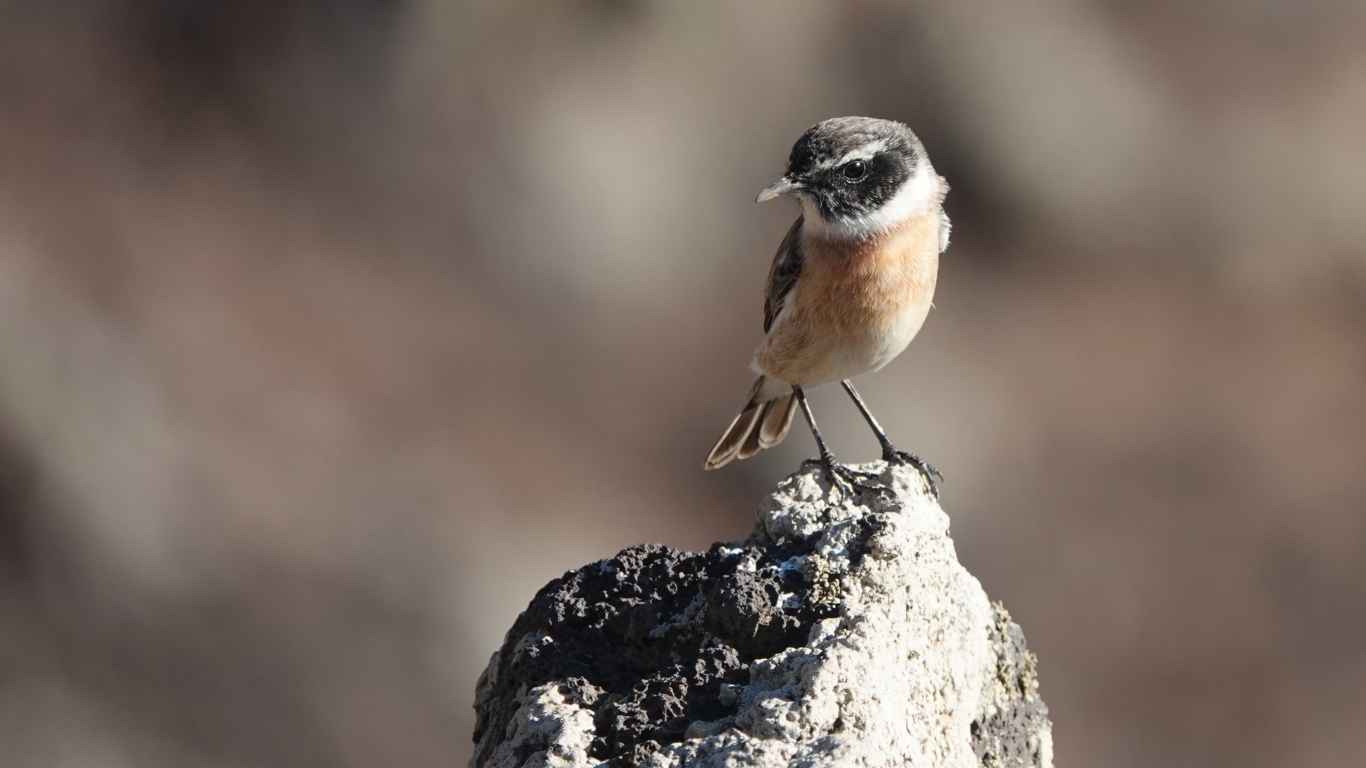Маленькая птица сидит на камне