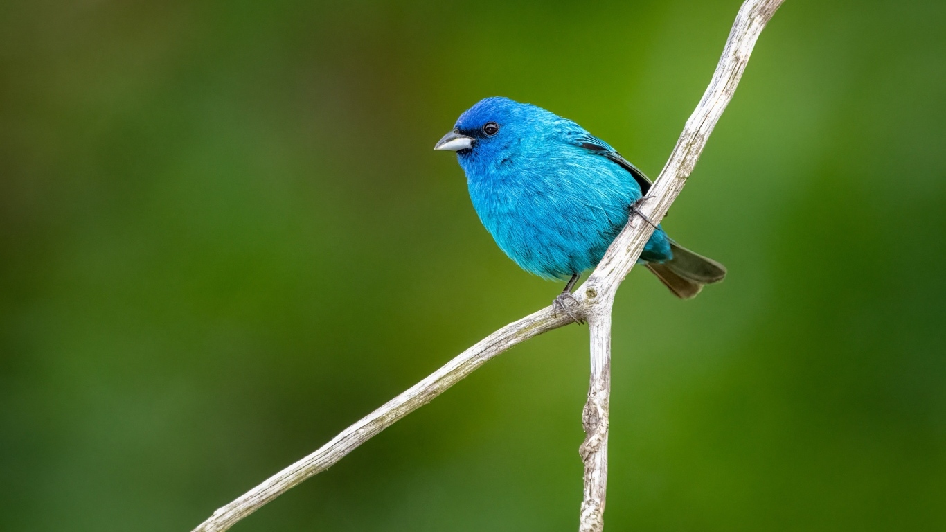 Маленькая голубая птичка сидит на ветке