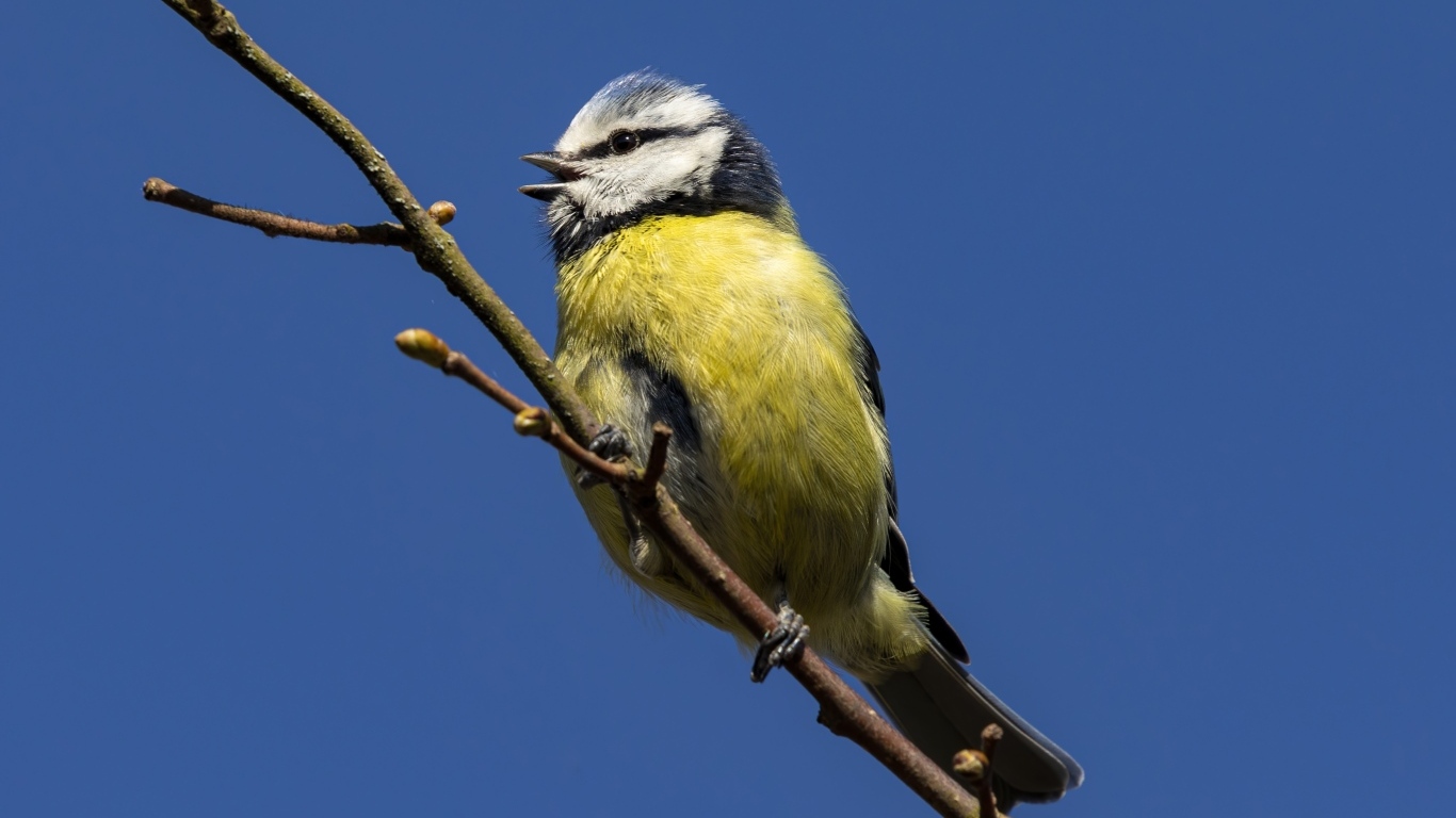 Маленькая птичка лазоревка на ветке дерева