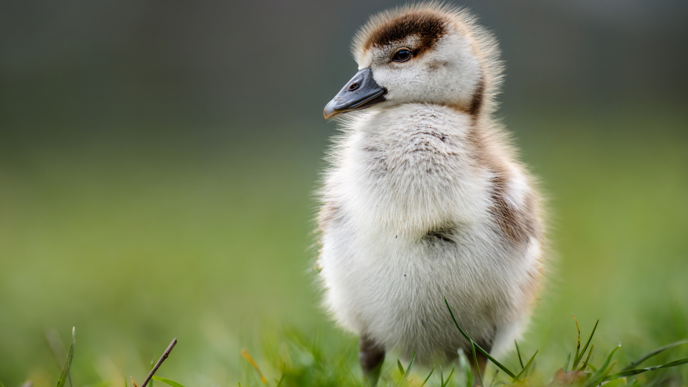 Маленький утенок стоит на зеленой траве