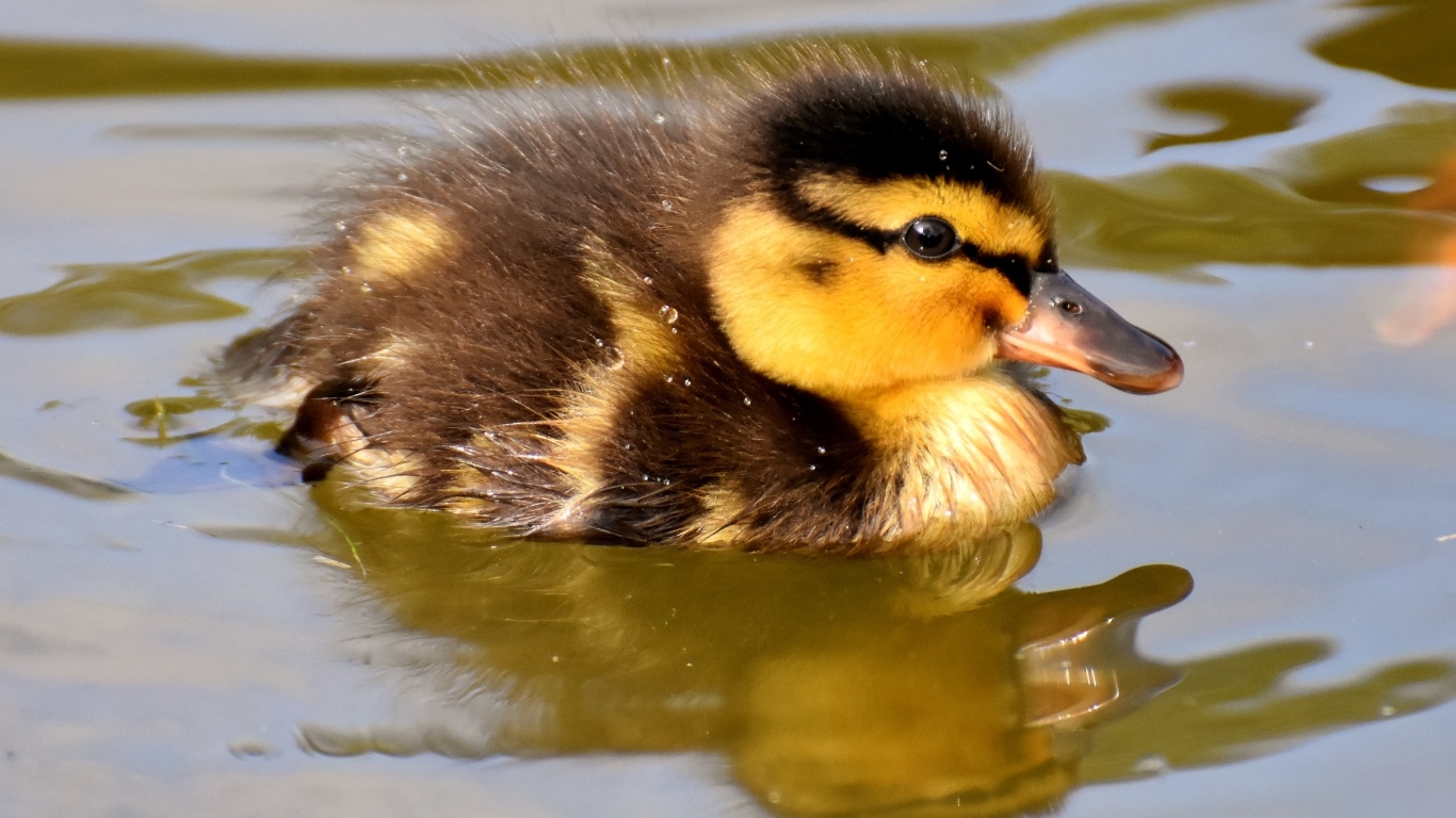 Маленький утенок плавает в воде