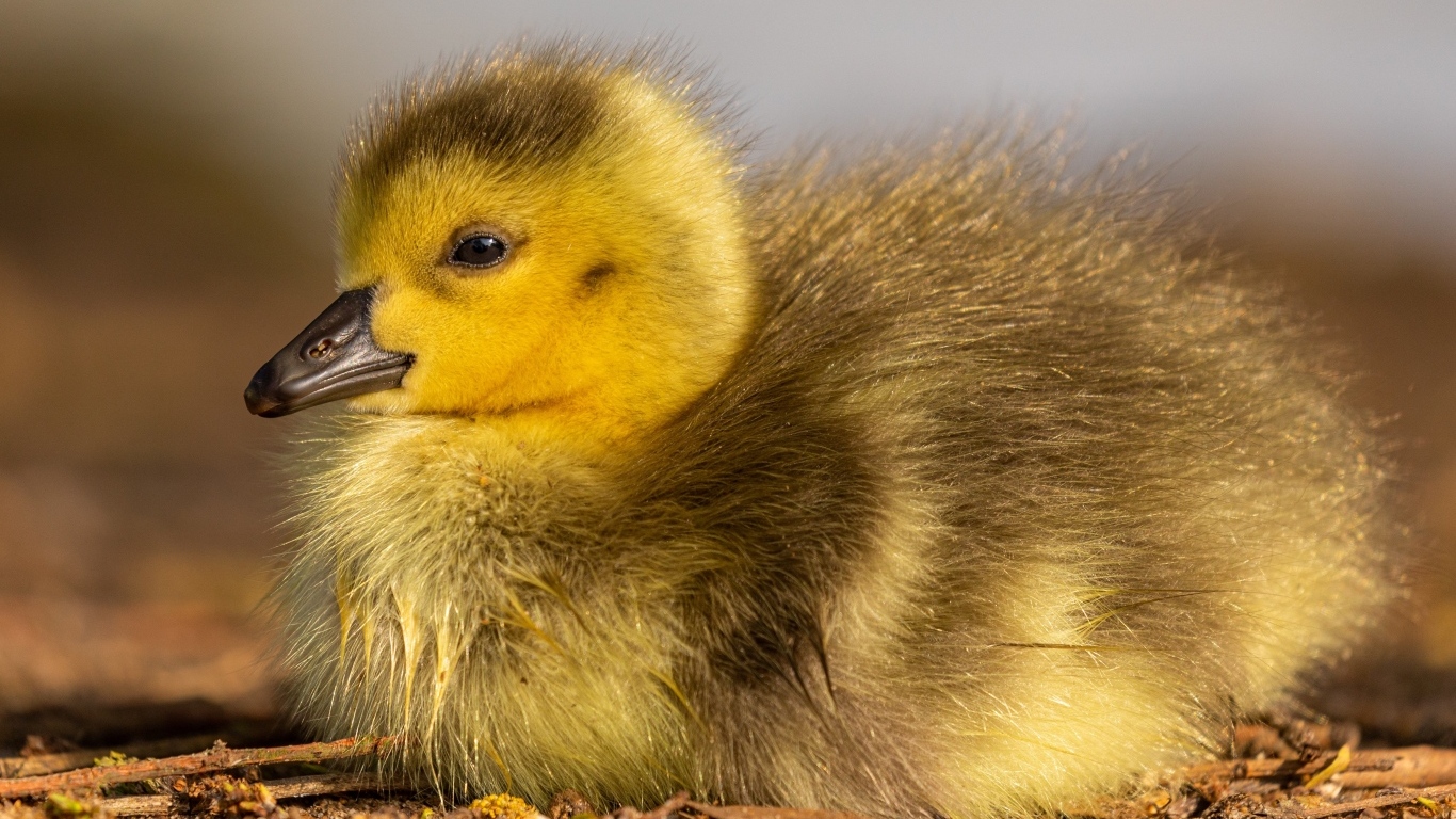 Маленький гусенок лежит на земле