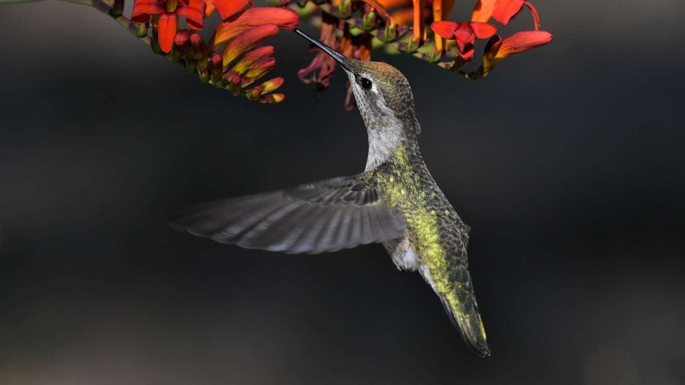 Маленькая птичка колибри собирает нектар с красного цветка