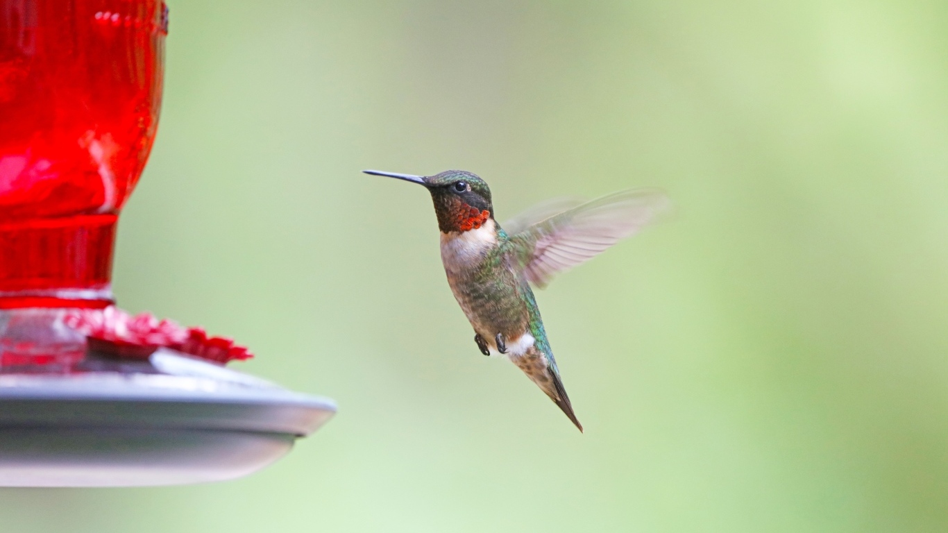 Маленькая птица колибри парит в воздухе