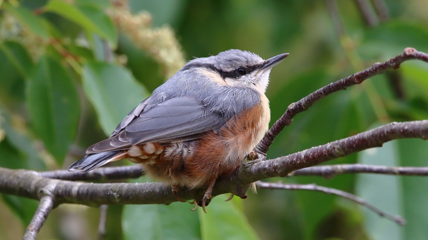 Маленькая птичка поползень сидит на ветке