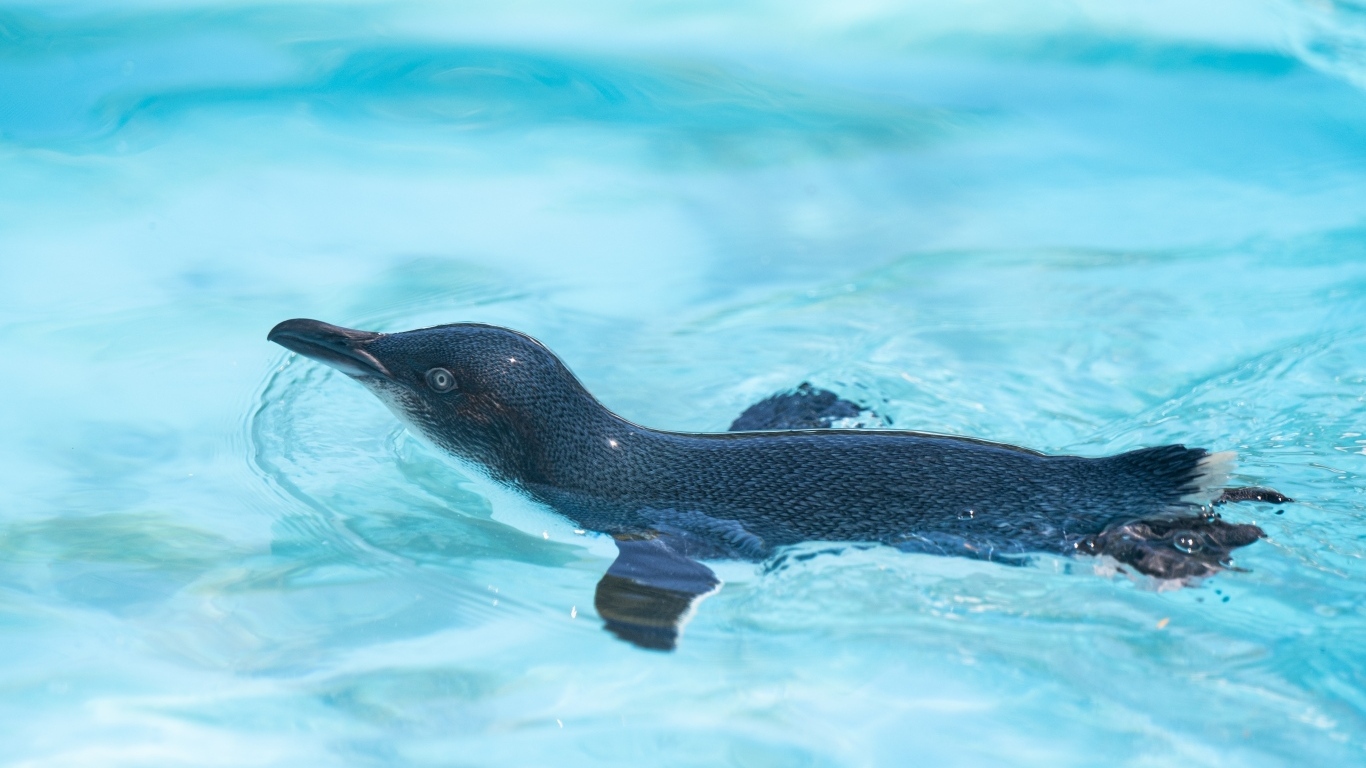 Маленький пингвин плавает в бассейне