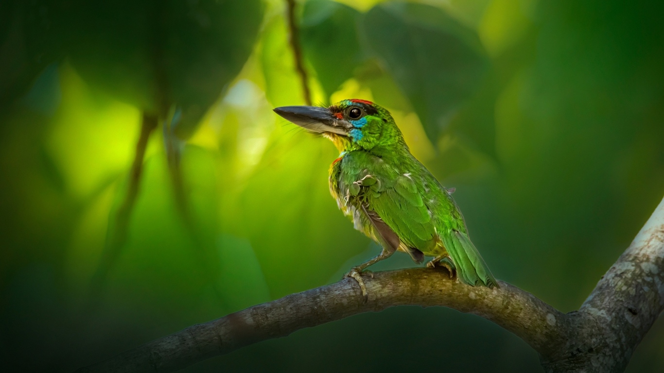 Маленький краснозобый барбет сидит на ветке 
