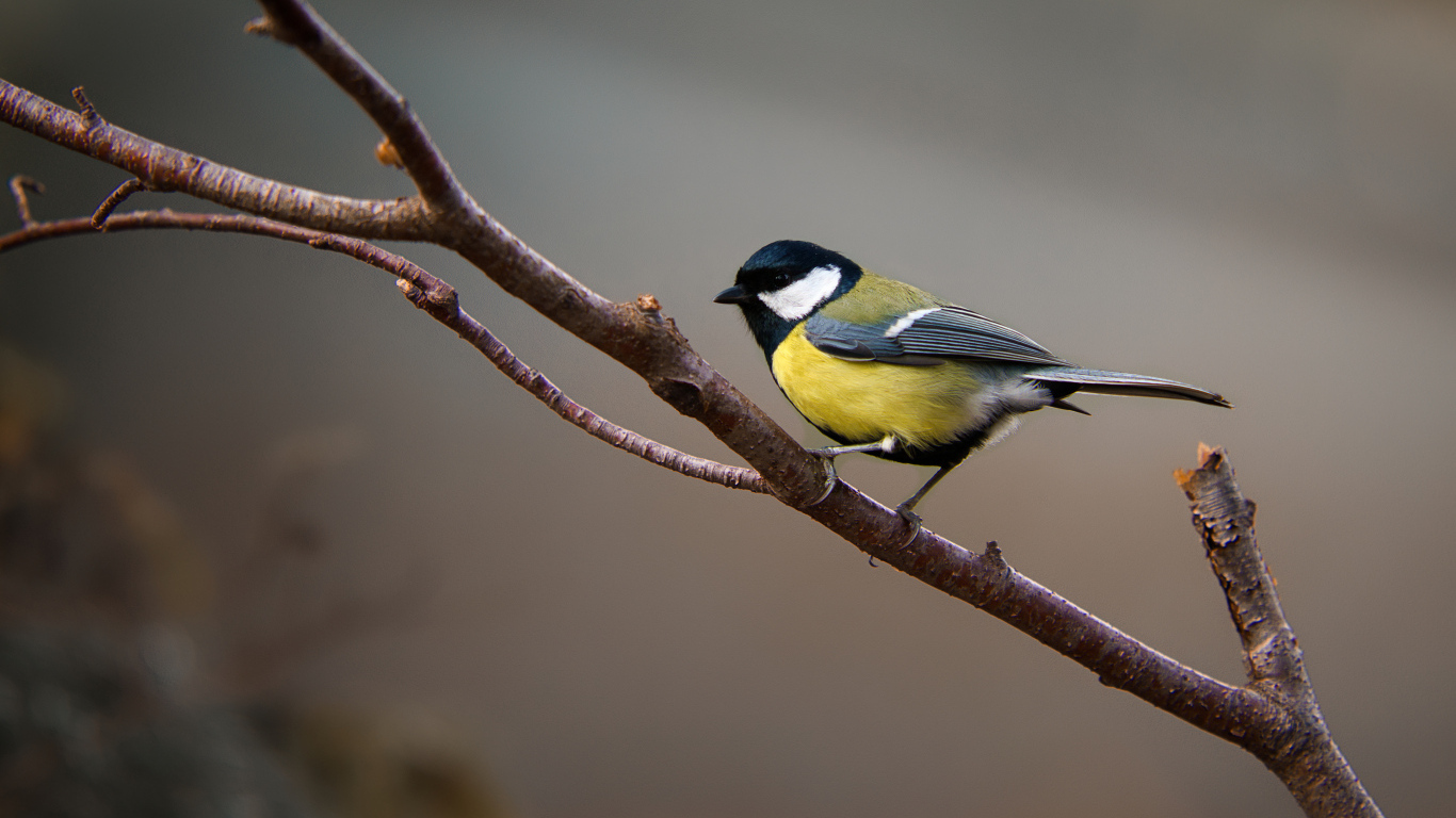 Маленькая синица сидит на ветке дерева 