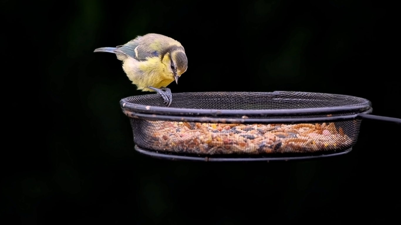 Маленькая синичка ест корм с кормушки