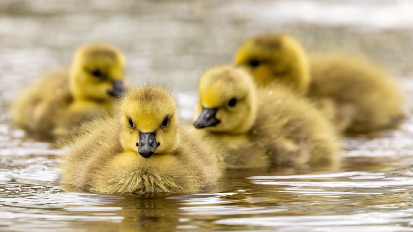 Маленькие желтые гусята в воде 