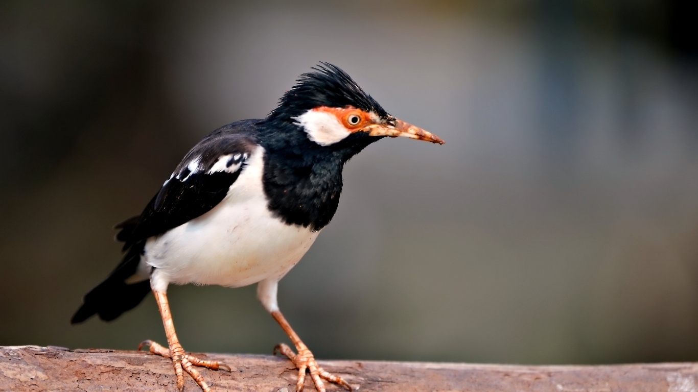 Птица Майна сидит на ветке 