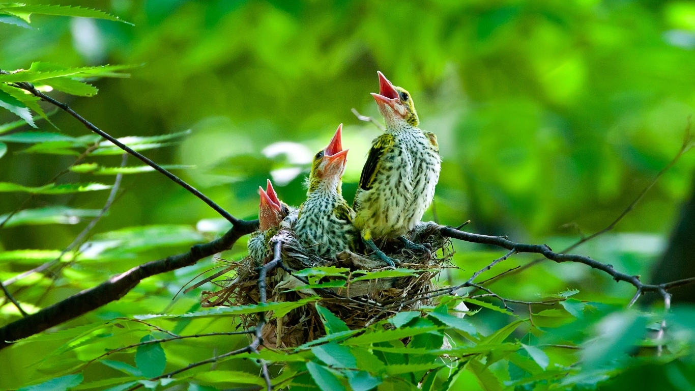 Птенцы иволги в гнезде