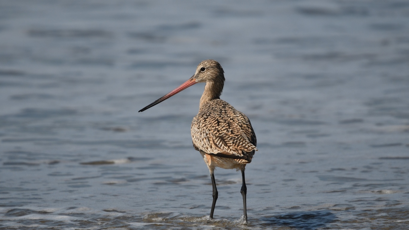 Птица кулик охотится  в воде
