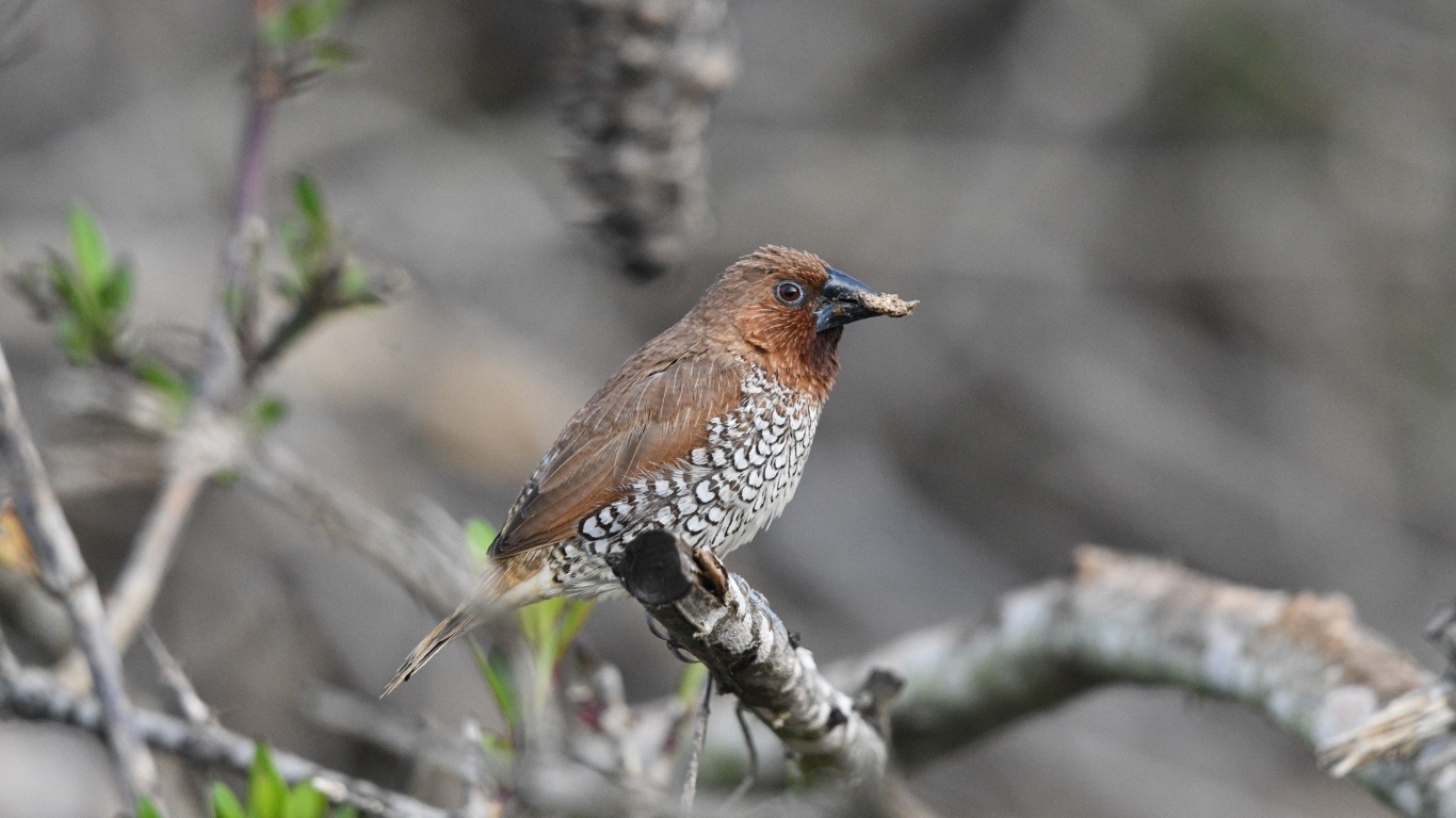 Птица чешуйчатая муниа сидит на ветке