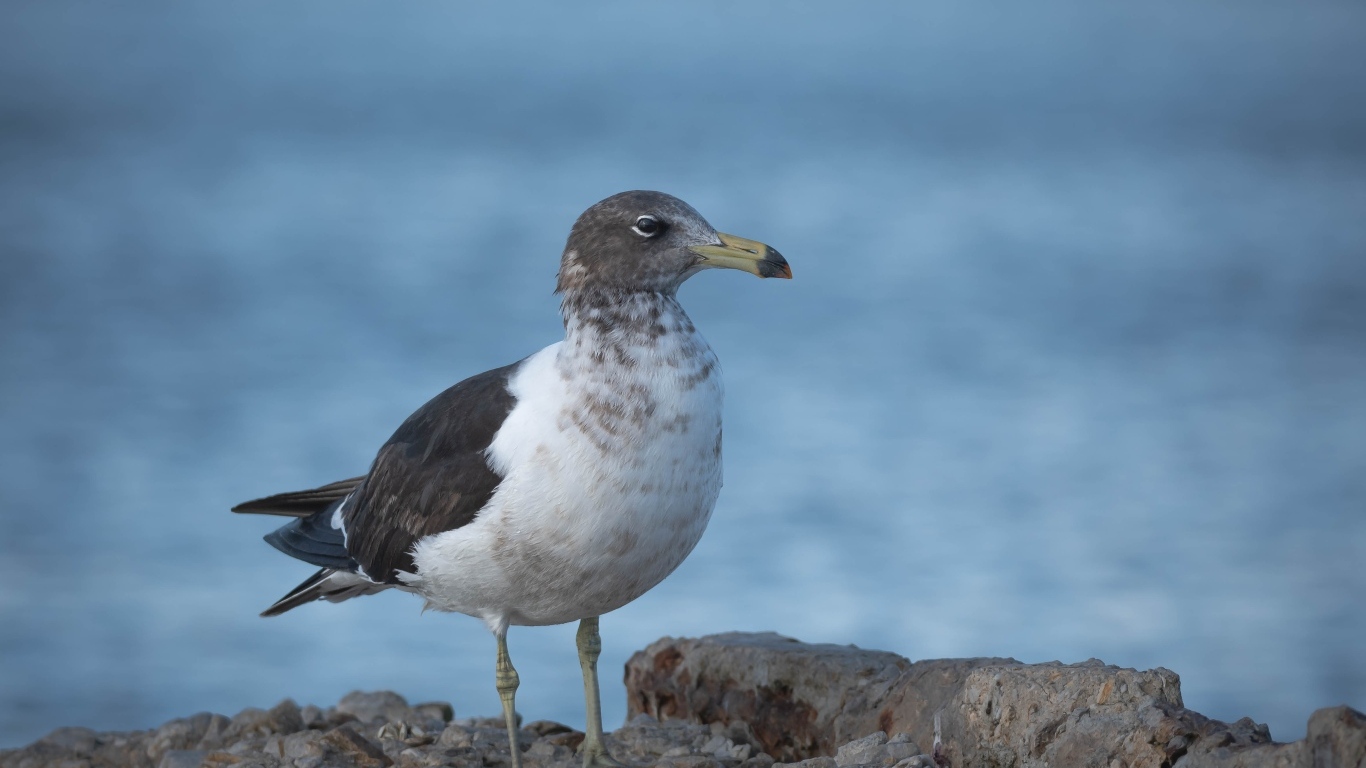 Чайка сидит на камне у моря