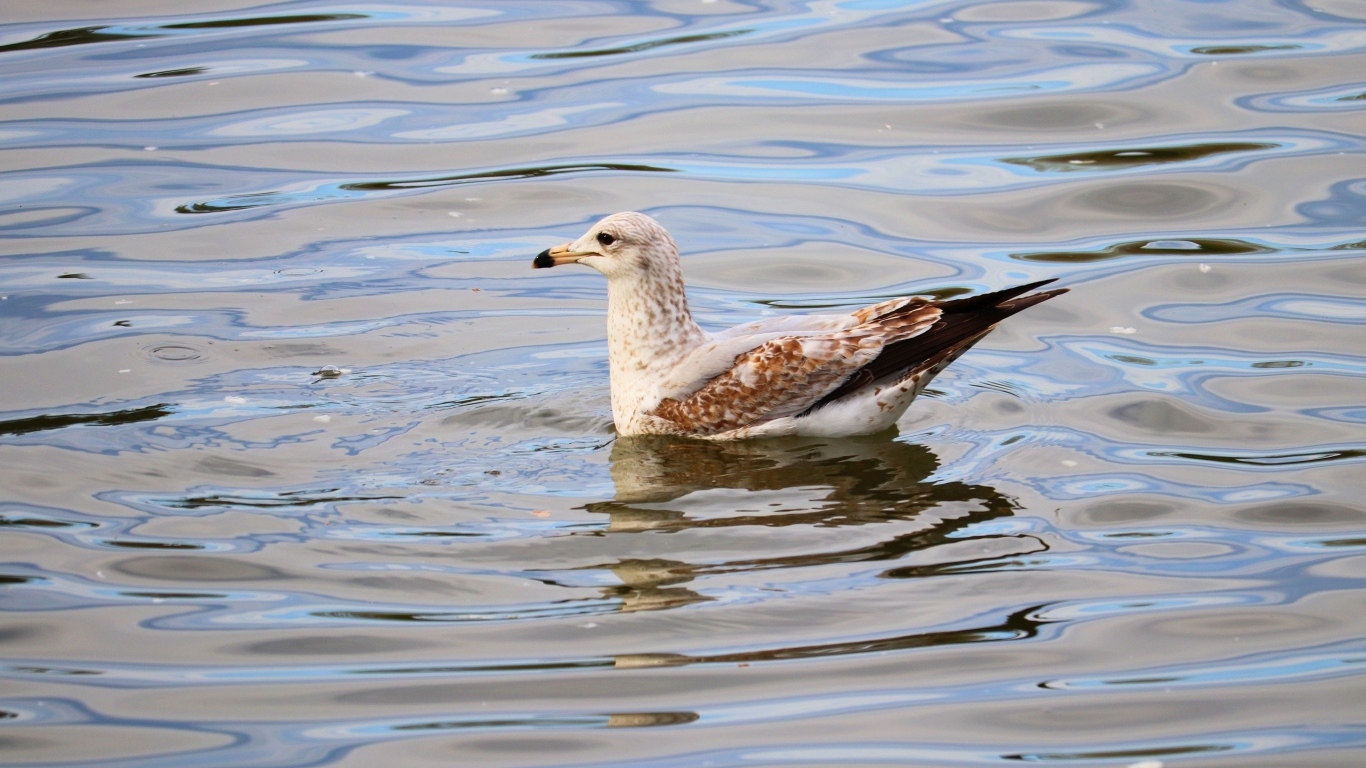 Чайка плавает в воде 