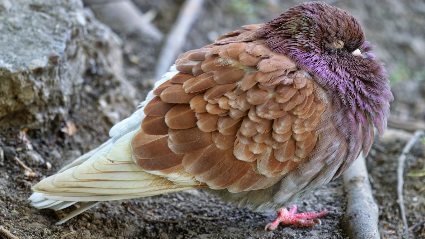Спящий голубь на земле