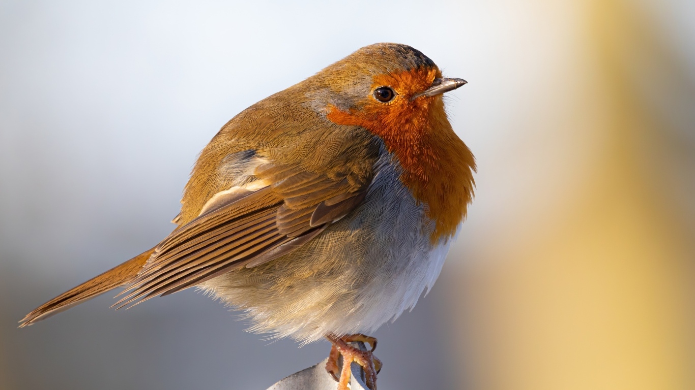 Маленькая птица Зарянка крупным планом