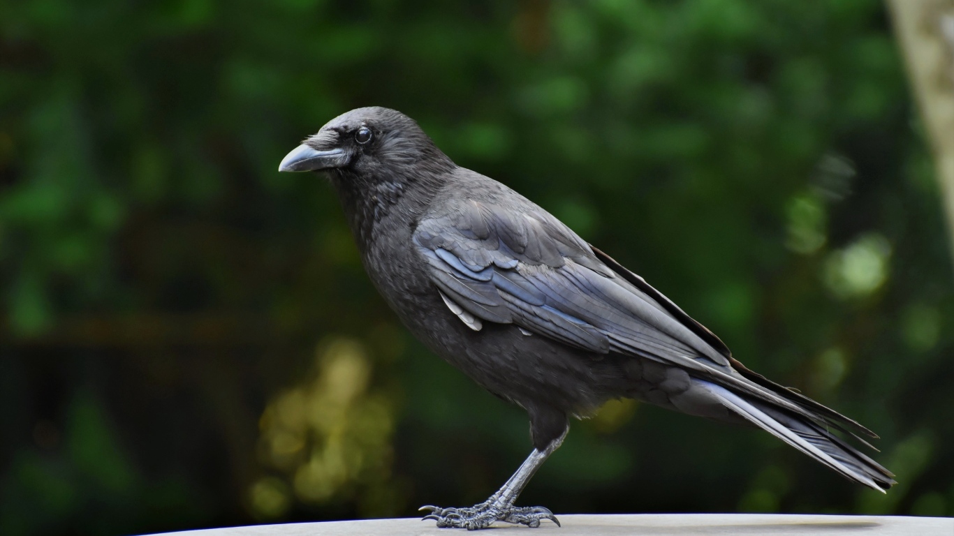 Умный черный ворон