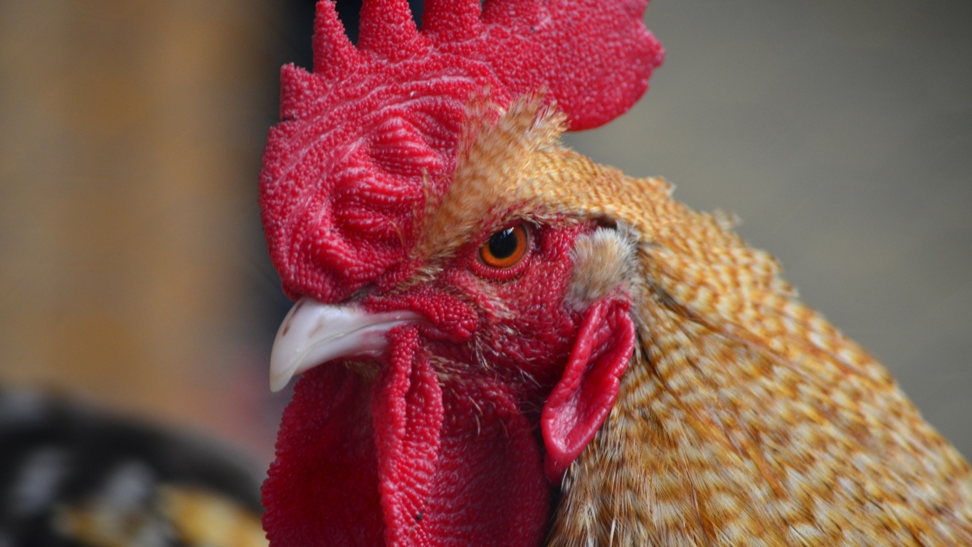 Грозный петух с красным гребнем