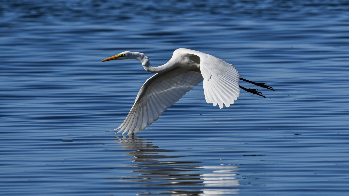 Белая цапля летит на водой