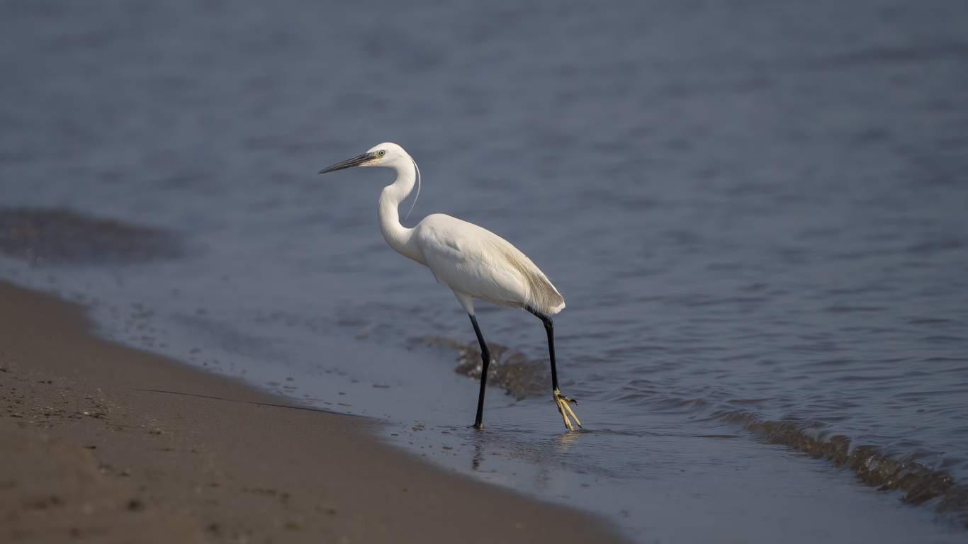 Белая цапля ходит по песку у моря