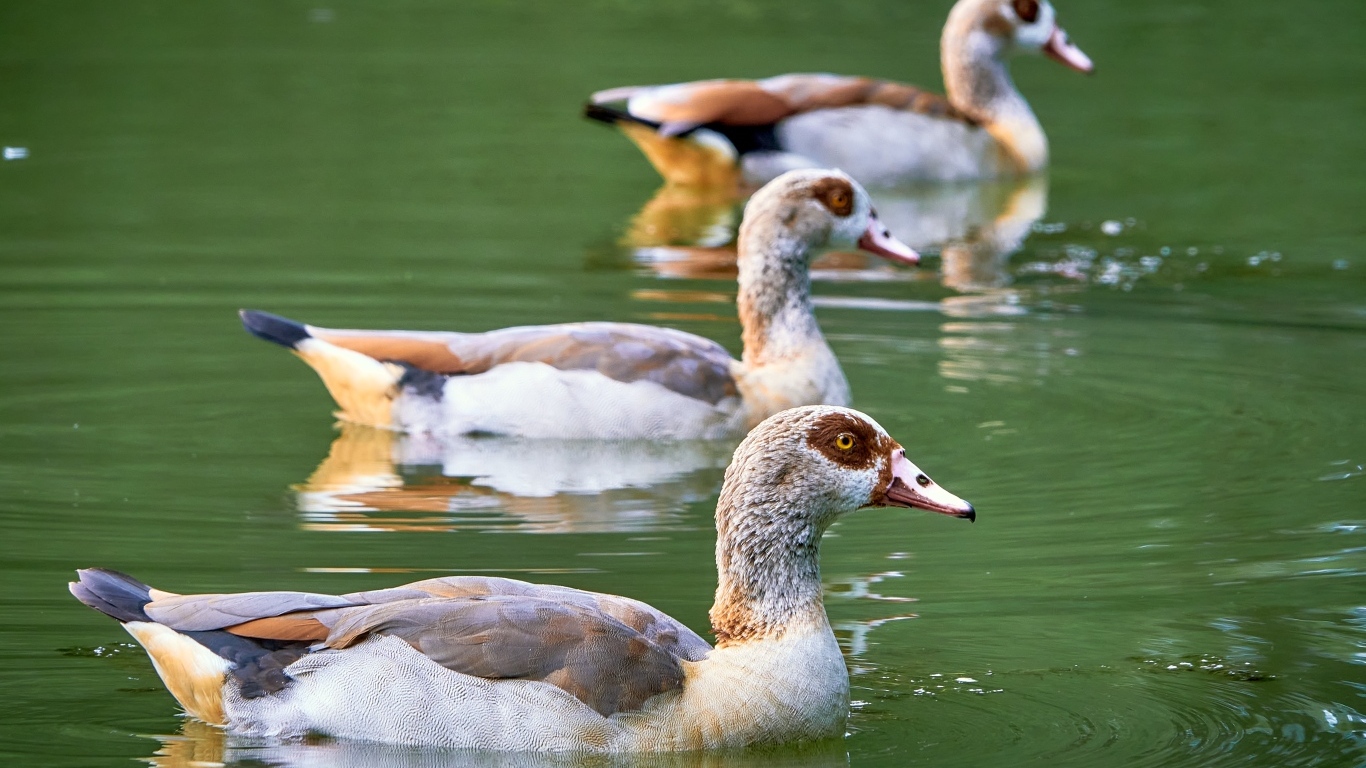 Три утки плавают в пруду