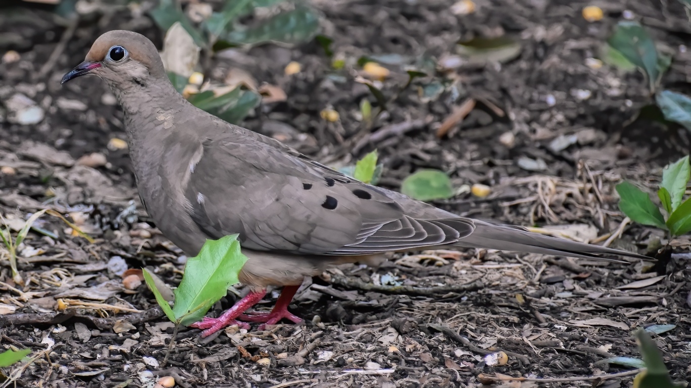 Горлица стоит на земле