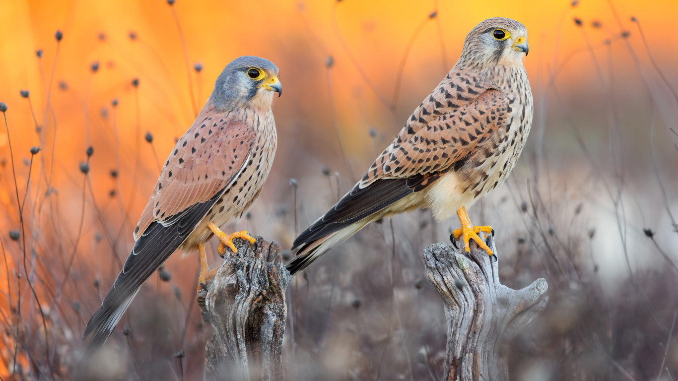 Два красивых сокола на охоте