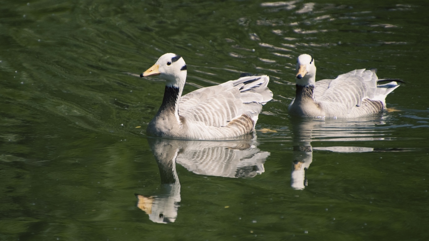 Два гуся плавают в воде