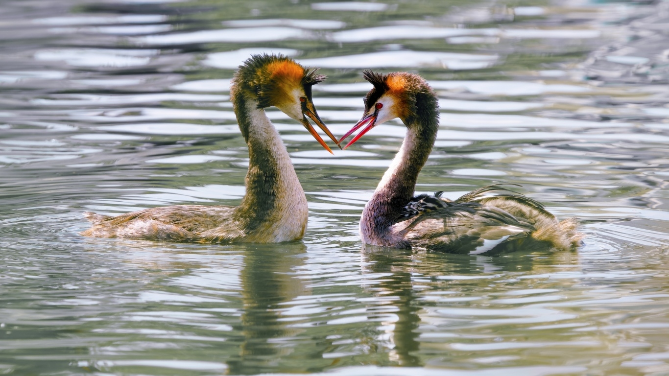 Две птицы поганки в воде