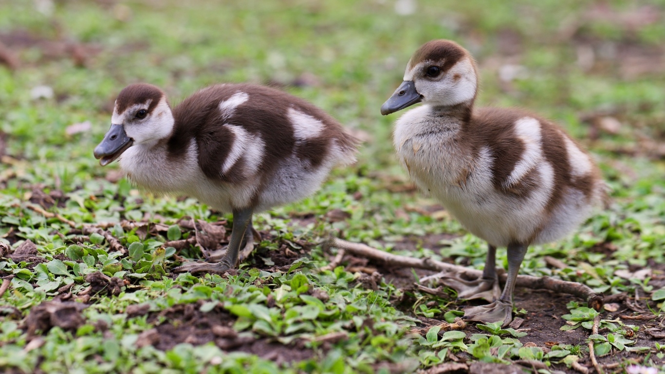 Два маленьких утенка на зеленой траве 