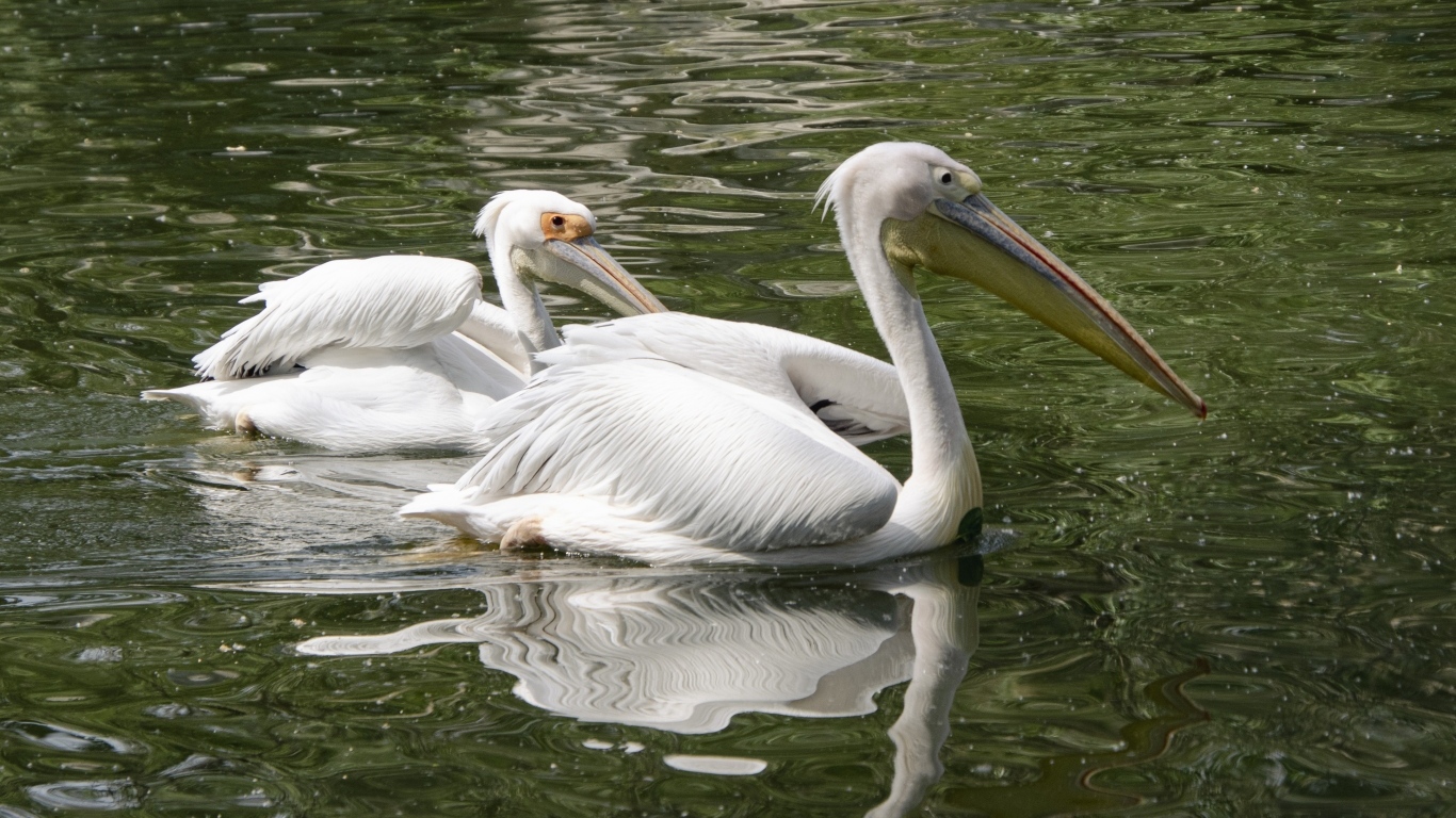 Два пеликана плавают в воде