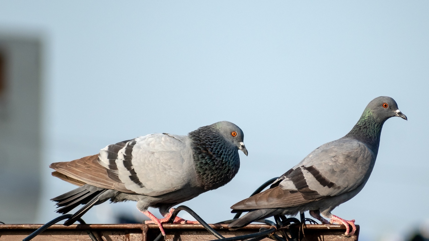Два голубя сидят на балконе 