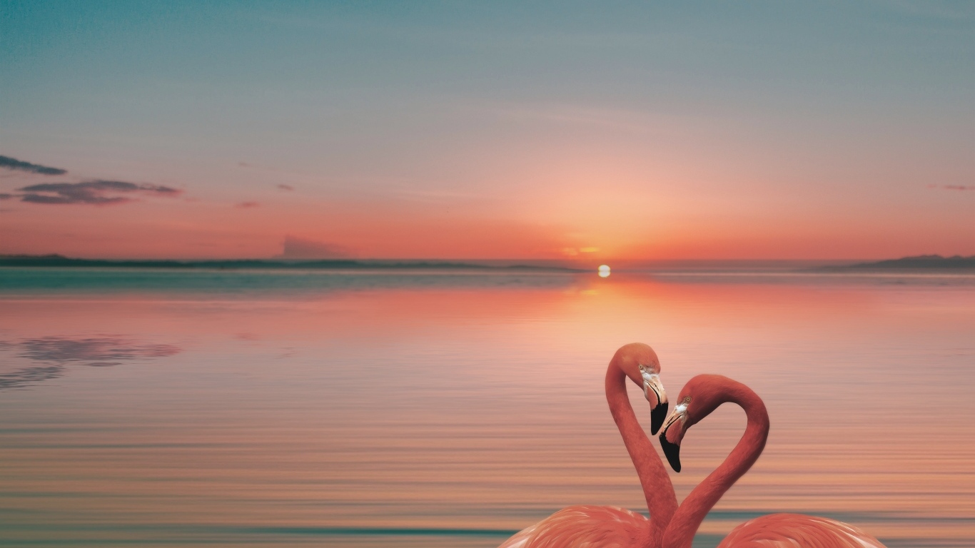 Два розовых фламинго в воде на закате солнца