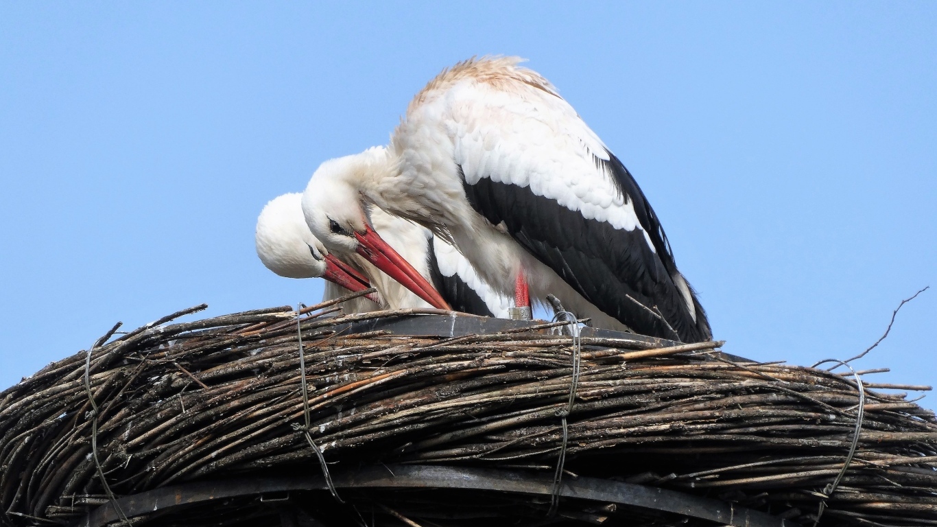 Два аиста в гнезде 
