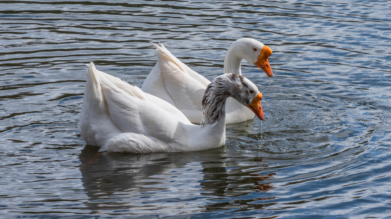 Два белых гуся в воде